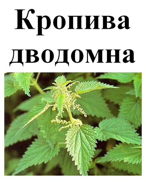 Кропива дводомна, трава суха, 30 грам. 1219914509 фото