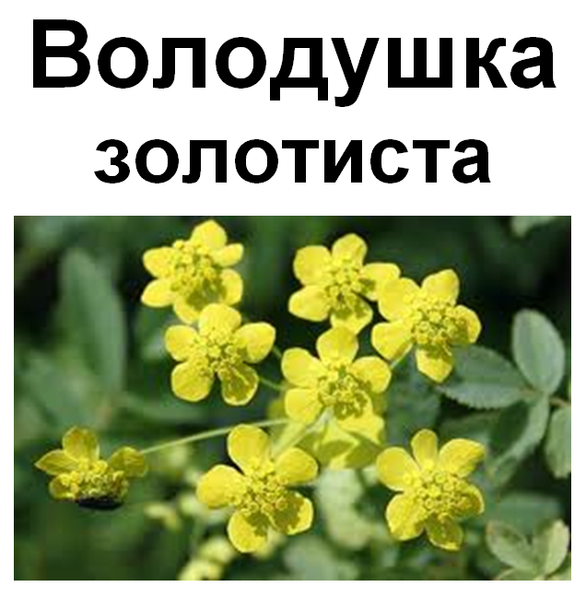 Володушка золотистая, трава сухая, 40 грамм. 1215133672 фото