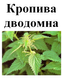 Кропива дводомна, трава суха, 30 грам. 1219914509 фото 2