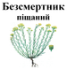 Безсмертник піщаний (цмин, солом'яний цвіт, златоцвіт), цвіт сушений, 40 грам. 1209631218 фото 2