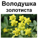 Володушка золотистая, трава сухая, 40 грамм. 1215133672 фото 2