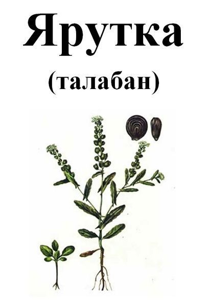 Талабан (ярутка), трава сухая, 30 грамм. 1240988574 фото