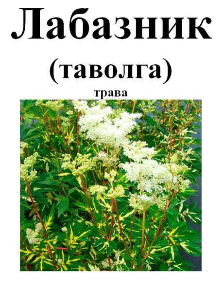 Комірник (лабазник, гадючник, балабан, таволга) трава, 40 грам. 1220887996 фото
