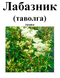 Комірник (лабазник, гадючник, балабан, таволга) трава, 40 грам. 1220887996 фото 2