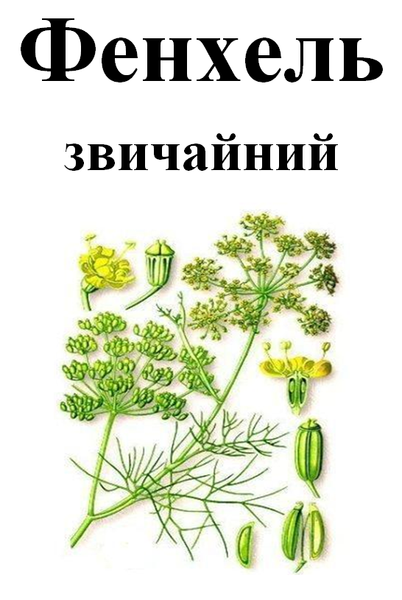Фенхель звичайний насіння, 50 грам. 1240989507 фото