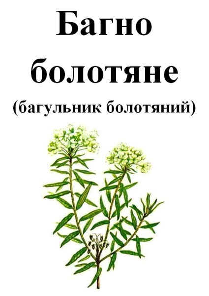 Багно, трава суха, 40 грам. 1211258537 фото