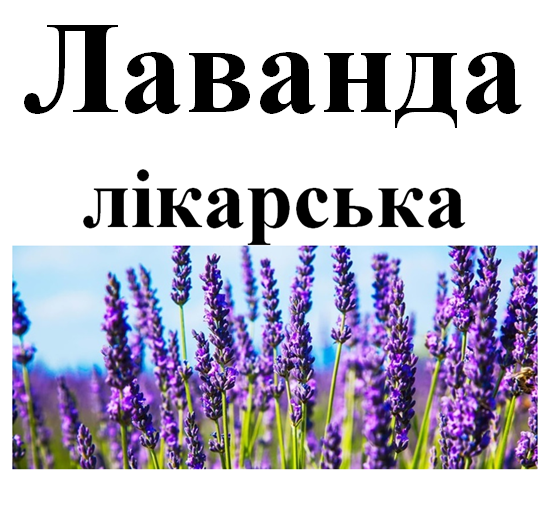 Лаванда лікарська цвіт, 30 грамм. 1220892811 фото