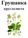 Грушанка круглолиста, трава суха, 40 грам. 1215152461 фото 2