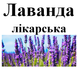 Лаванда лікарська цвіт, 30 грамм. 1220892811 фото 2