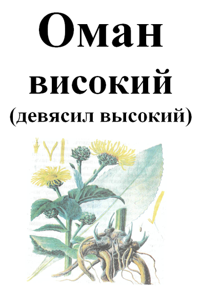 Оман високий, корінь сухий, 50 грам. 1215154318 фото