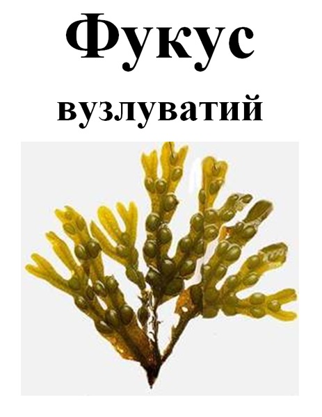 Фукус вузлуватий сушений, 50 грам. 1646937944 фото