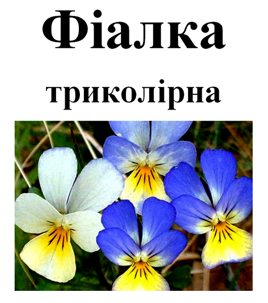 Фіалка триколірна, трава суха, 30 грам. 1240990319 фото