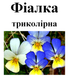Фіалка триколірна, трава суха, 30 грам. 1240990319 фото 2
