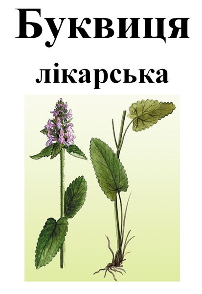 Буквиця лікарська, трава суха, 35 грам. 1211259185 фото