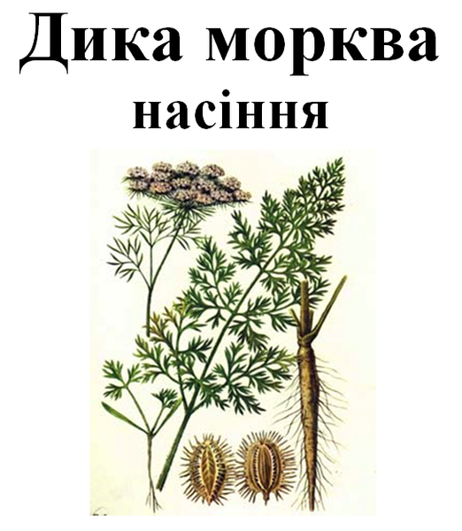Морковь дикая (дика морква), семена, 50 грамм. 1215156621 фото