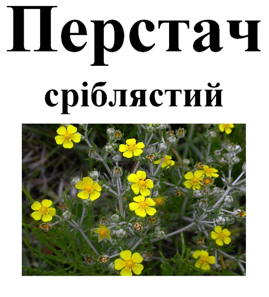 Перстач сріблястий (запни дупу), трава суха, 40 грам. 1220896245 фото
