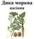 Морковь дикая (дика морква), семена, 50 грамм. 1215156621 фото 2