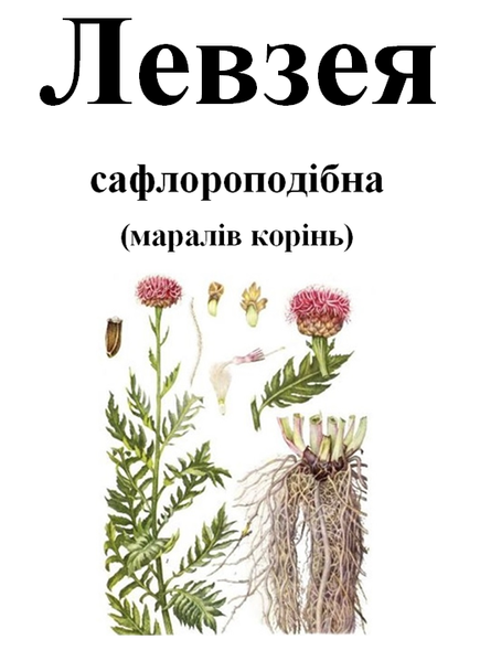Левзея сафлороподібна (мараловий корінь), корінь сухий, 30 грам. 1597440534 фото