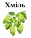 Хміль звичайний (шишки), 25 грам. 1240992913 фото 2