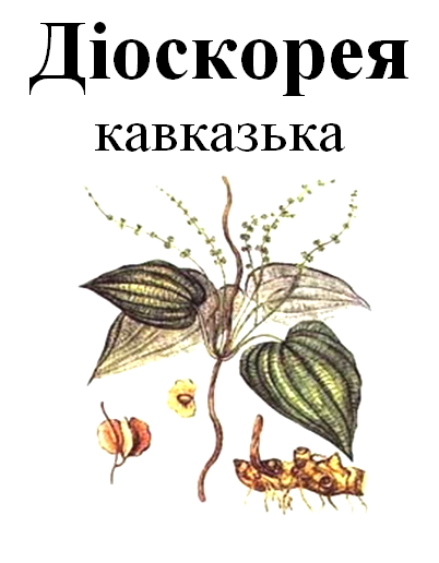 Діоскорея кавказька, корінь сухий, 35 грам. 1215165302 фото