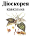 Діоскорея кавказька, корінь сухий, 35 грам. 1215165302 фото 2