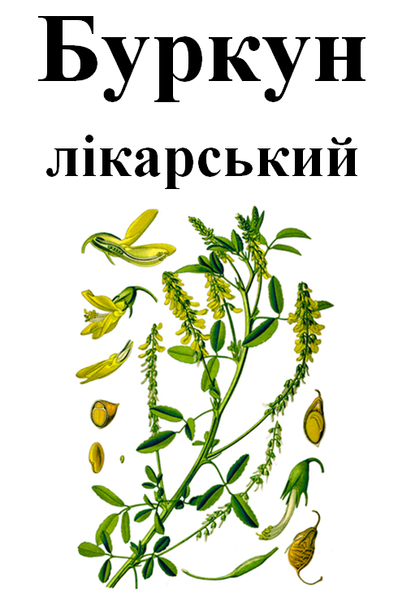 Донник лекарственный, трава сухая, 40 грамм. 1215166489 фото