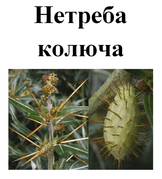 Нетреба колюча (зобник, дурнишник), трава суха, 30 грам. 1215169977 фото