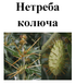 Нетреба колюча (зобник, дурнишник), трава суха, 30 грам. 1215169977 фото 2