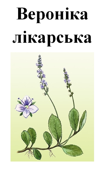 Вероніка лікарська, трава суха, 35 грам. 1211382723 фото