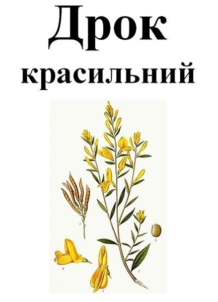 Дрок красильный, трава сухая, 35 грамм. 1215173504 фото