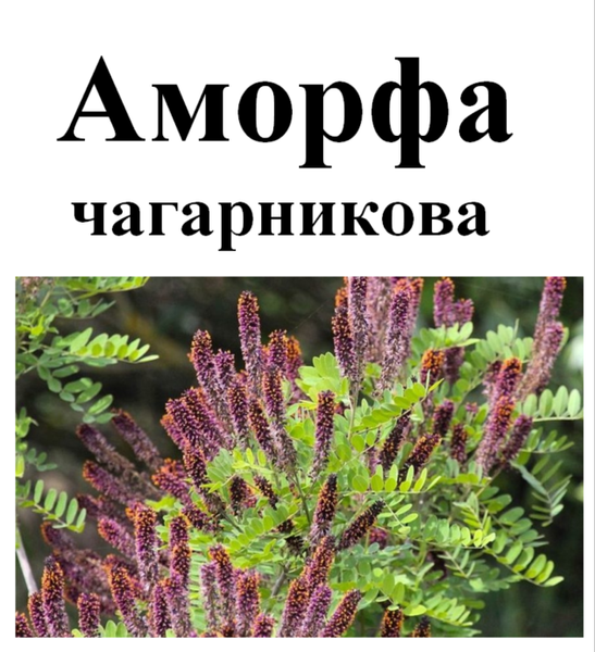 Аморфа чагарникова/кущова, насіння, 50 грам 2444048141 фото
