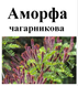 Аморфа чагарникова/кущова, насіння, 50 грам 2444048141 фото 2