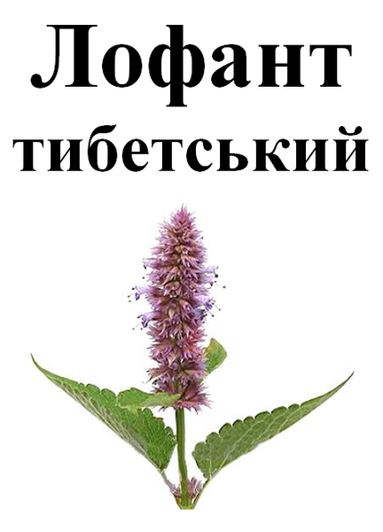 Лофант тибетський, трава суха, 30 грам. 1220916044 фото