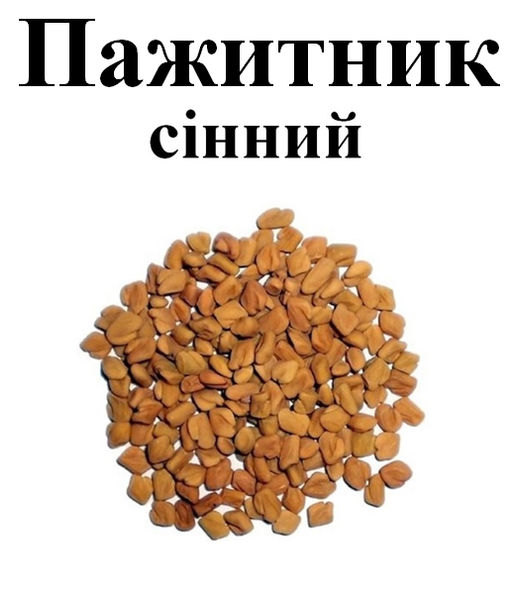 Пажитник сенный, семена, 50 грамм. 1232599794 фото