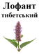 Лофант тибетський, трава суха, 30 грам. 1220916044 фото 2