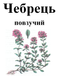 Чабрец (тимьян ползучий), трава сухая, 30 грамм. 1241012025 фото 2