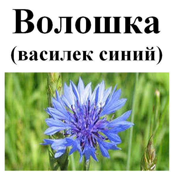 Василек синий, цвет сухой, 20 грам. 1215136096 фото