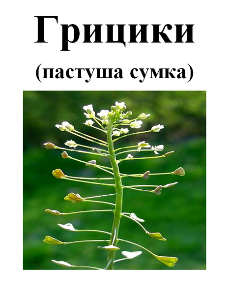 Пастуша сумка (грицики), трава суха, 35 грамм. 1232601240 фото