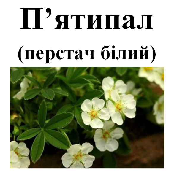 Лапчатка белая (пятипал), трава сухая, 50 грамм. 1731393414 фото