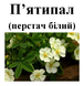 Лапчатка белая (пятипал), трава сухая, 50 грамм. 1731393414 фото 2