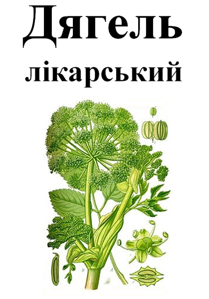 Дягель лікарський (дудик лікарський), корінь сухий, 40 грам. 1215180799 фото