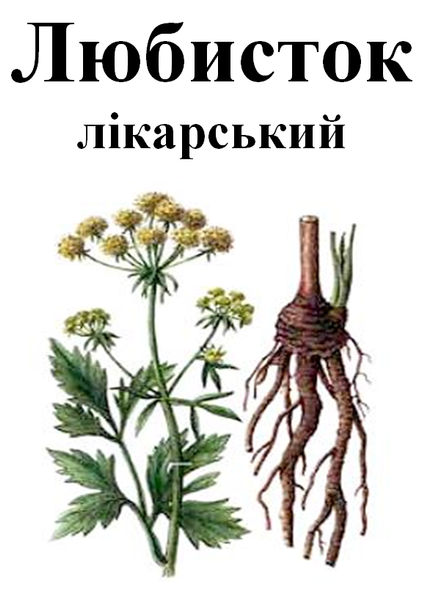 Любисток лікарський, трава сушена, 30 грам. 1220919766 фото