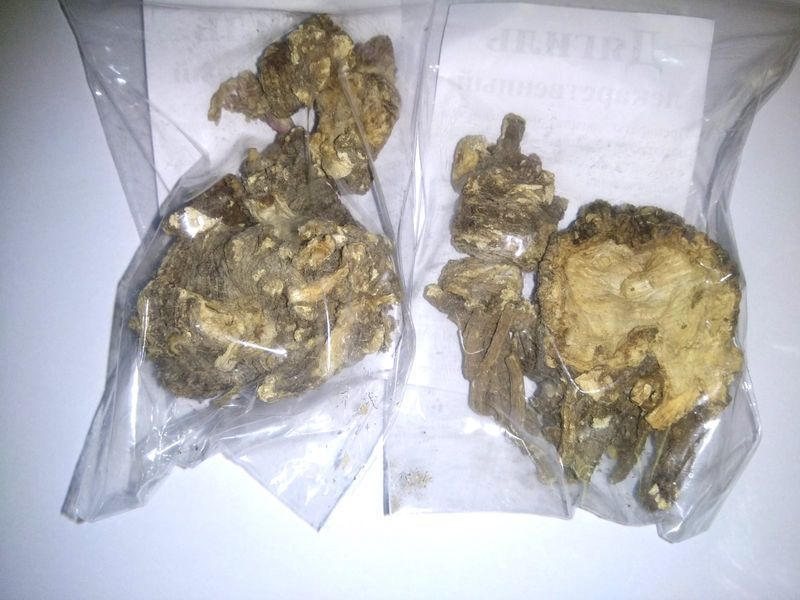 Дягель лікарський (дудик лікарський), корінь сухий, 40 грам. 1215180799 фото