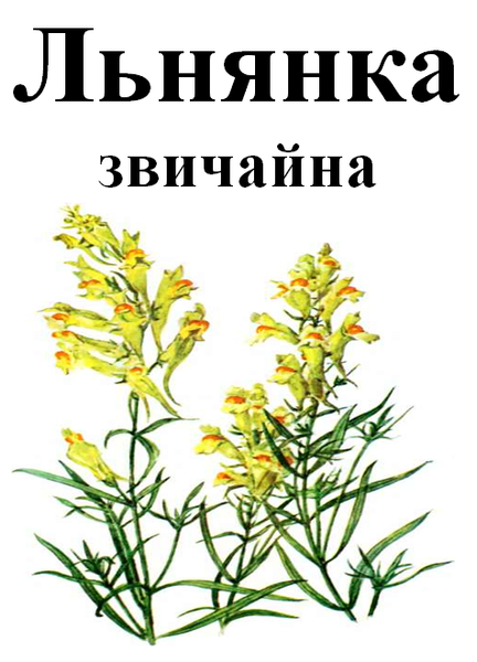 Льнянка обыкновенная, трава сухая, 30 грамм. 1220924136 фото