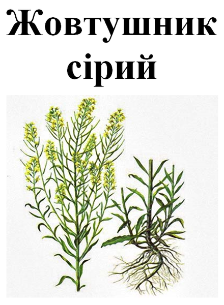 Желтушник серый, трава сухая, 35 грамм. 1215182073 фото