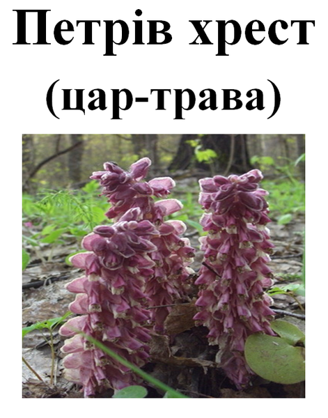 Петрів хрест (цар-трава), трава суха, 30 грам. 1232614103 фото