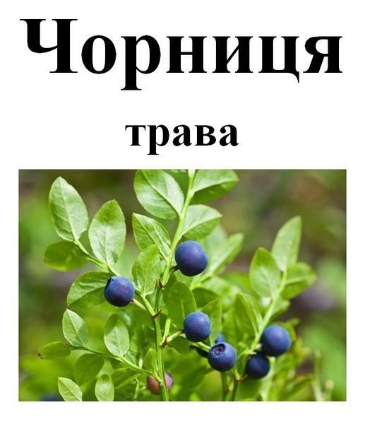Черника (черничник), трава сухая, 40 грамм. 1241014390 фото