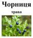 Черника (черничник), трава сухая, 40 грамм. 1241014390 фото 2