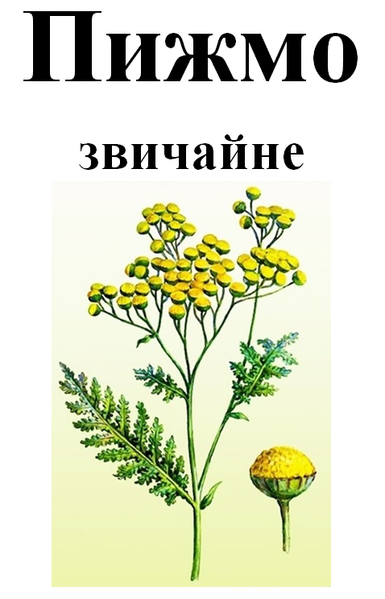 Пижмо звичайне, трава з цвітом сушена, 50 грам. 1232614327 фото