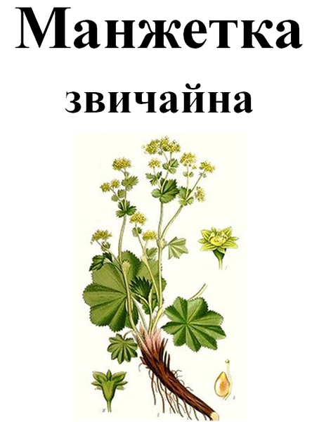 Манжетка звичайна, трава суха, 20 грам. 1220924864 фото